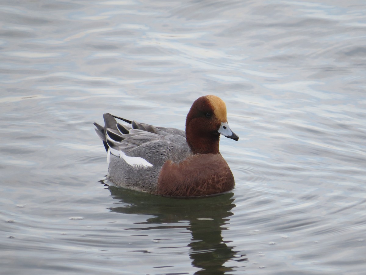 Eurasian Wigeon - ML647001922