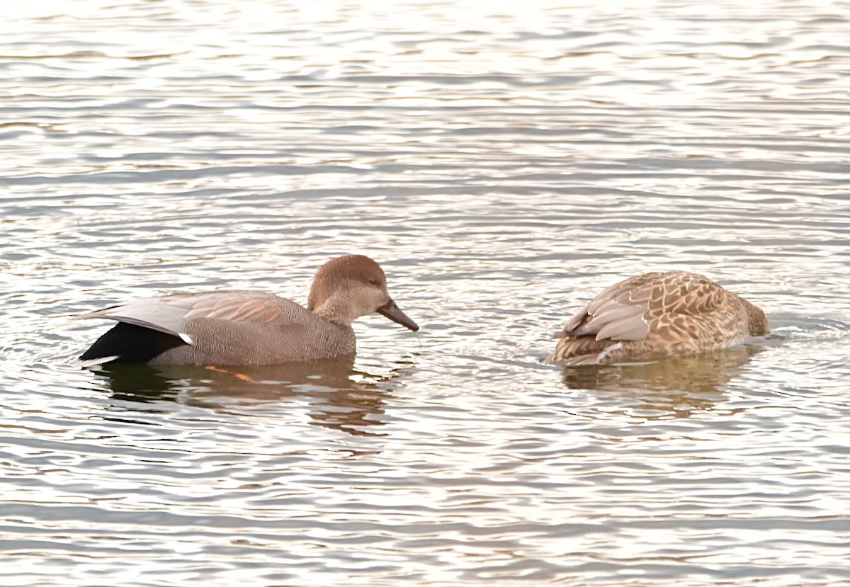 オカヨシガモ - ML647001925