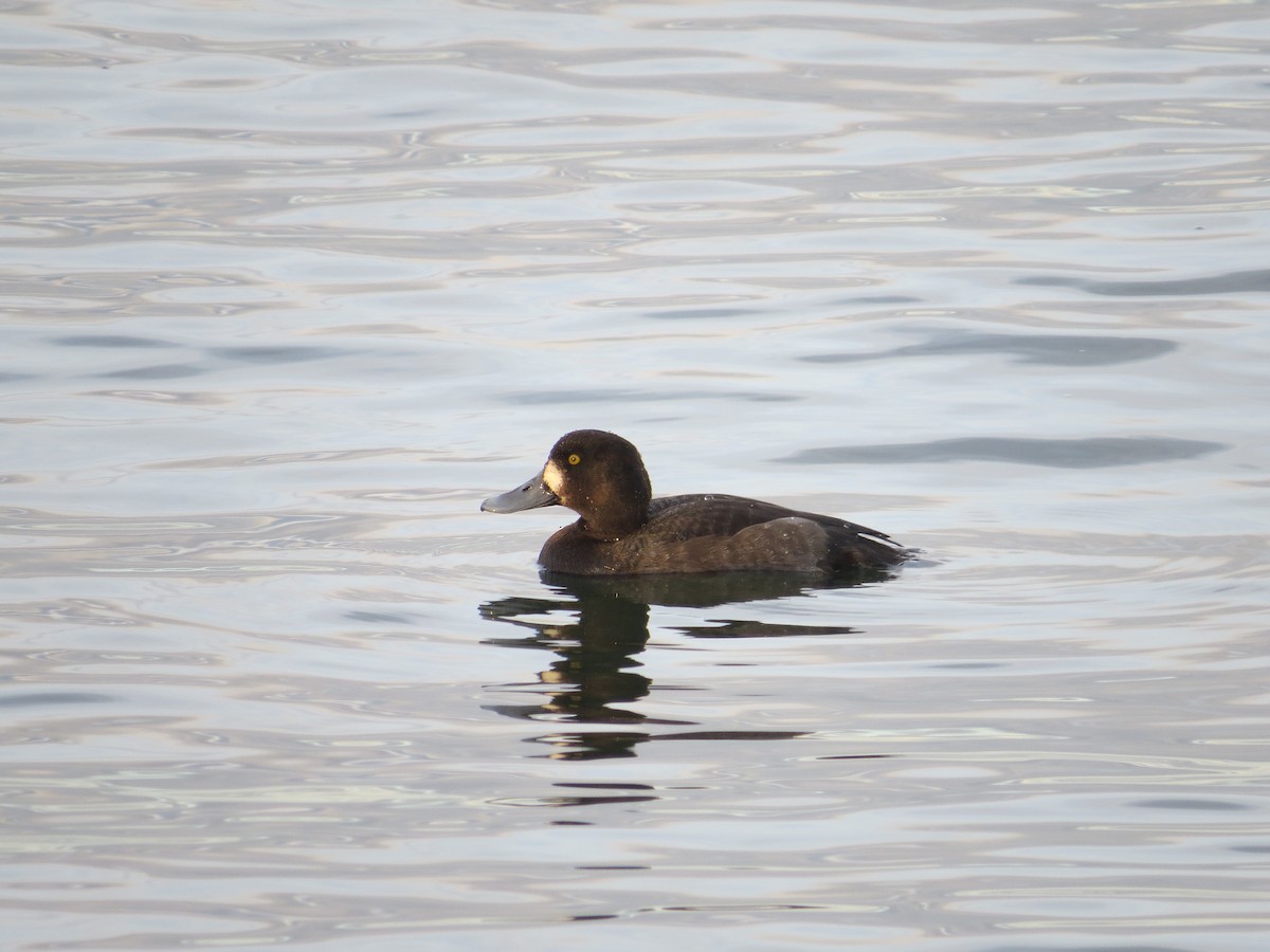 Bergente - ML647001926