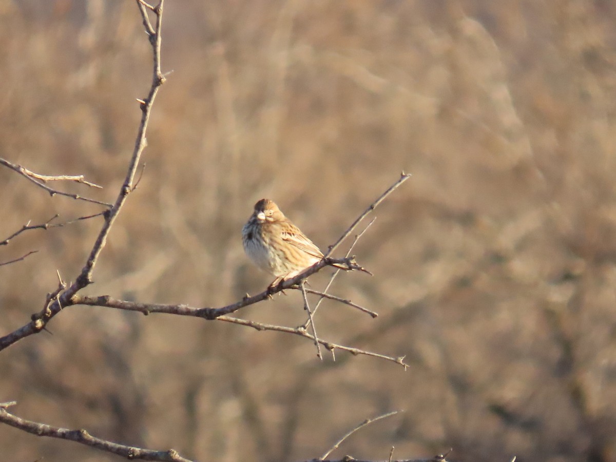 カタジロクロシトド - ML647001927