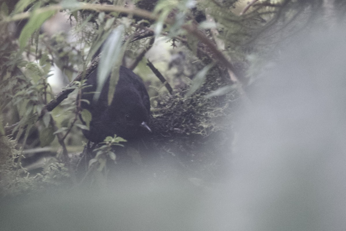 Blackish Tapaculo - ML647001929