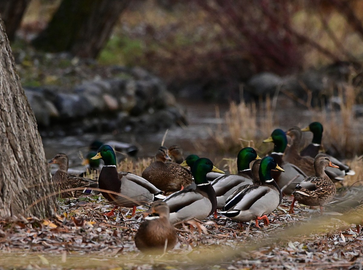 Basahatea - ML647001935