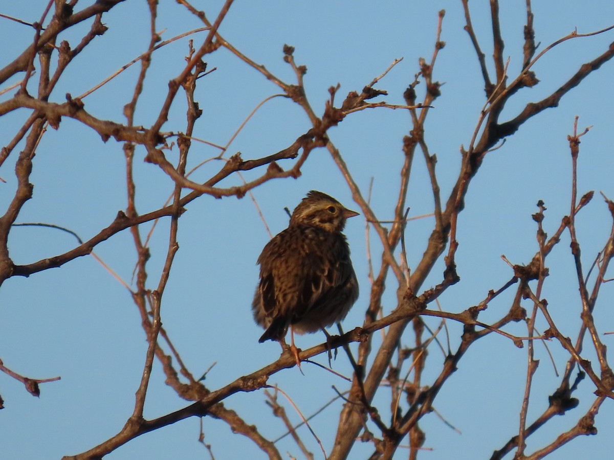 Savannah Sparrow - ML647001936