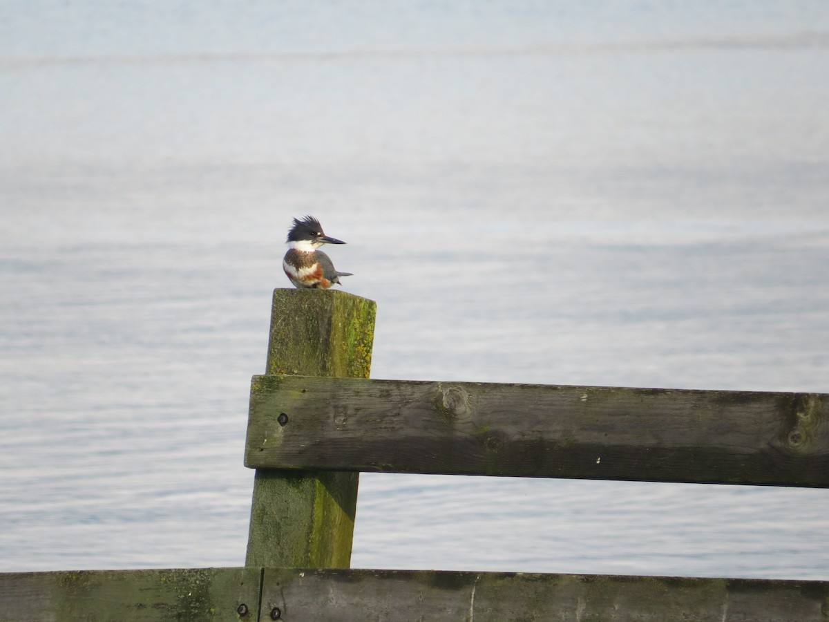 Belted Kingfisher - ML647001937
