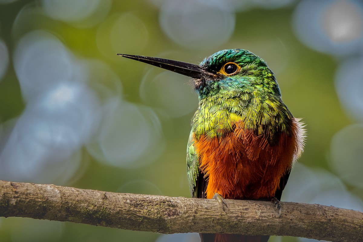 Coppery-chested Jacamar - ML647001938