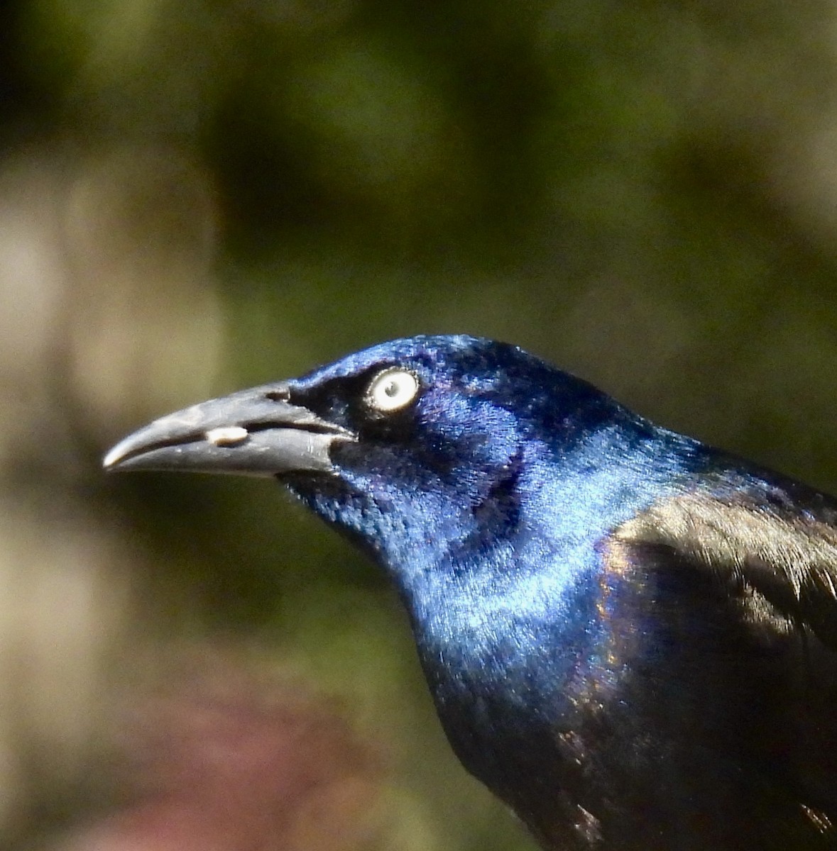 Quiscale bronzé - ML647001940