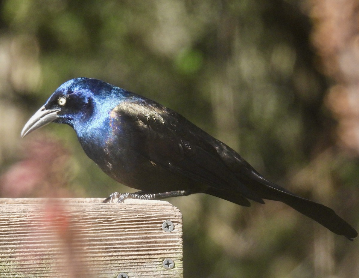 Quiscale bronzé - ML647001941