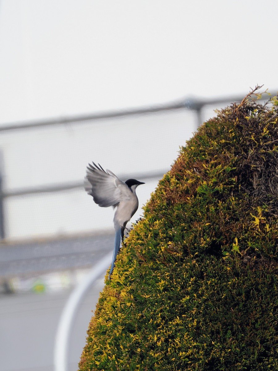 Azure-winged Magpie - ML647001942