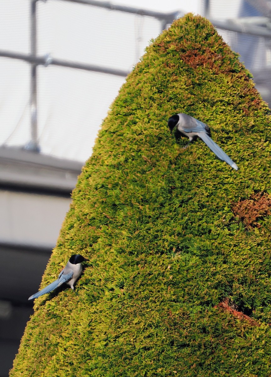 Azure-winged Magpie - ML647001943