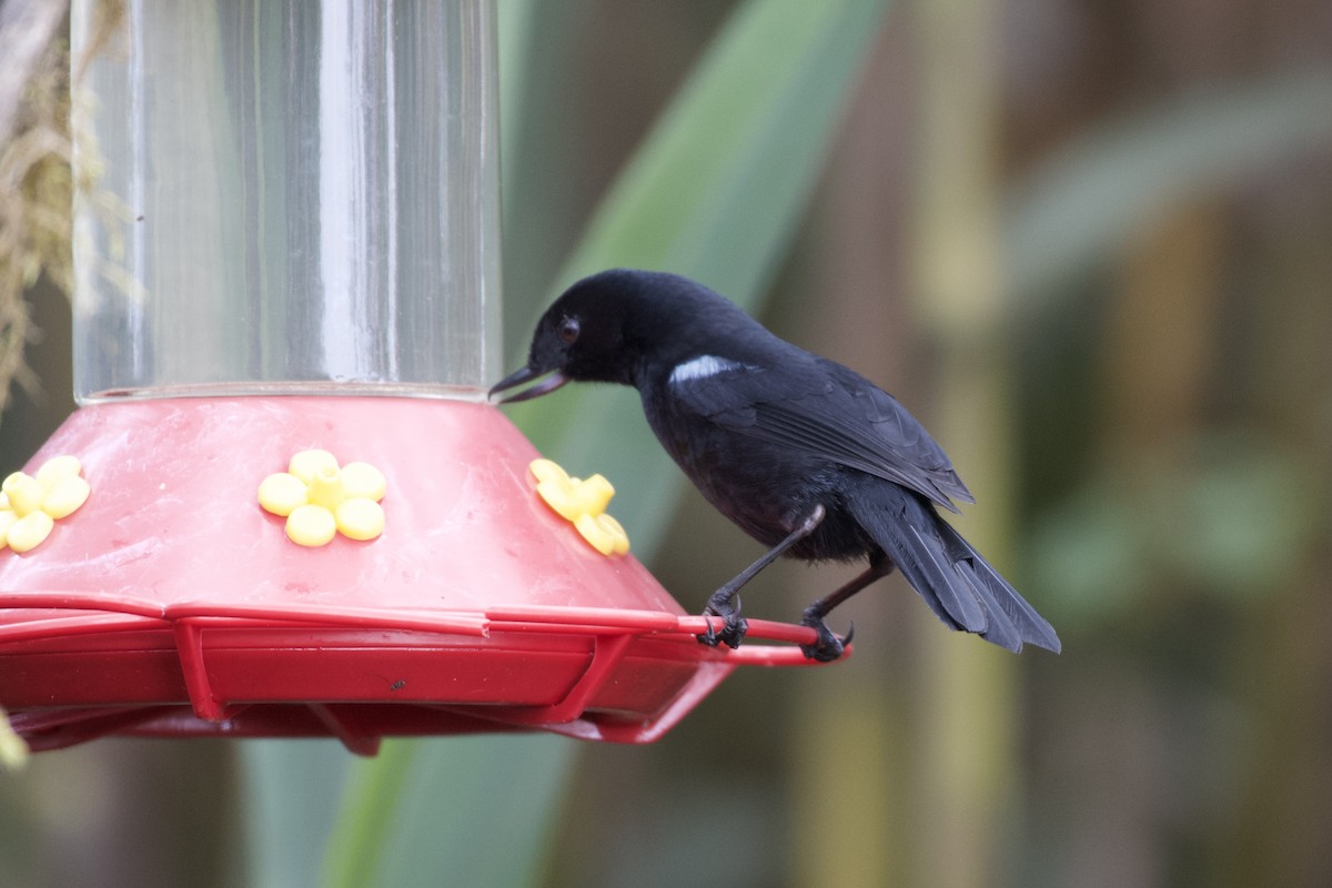 Glossy Flowerpiercer - ML647001944