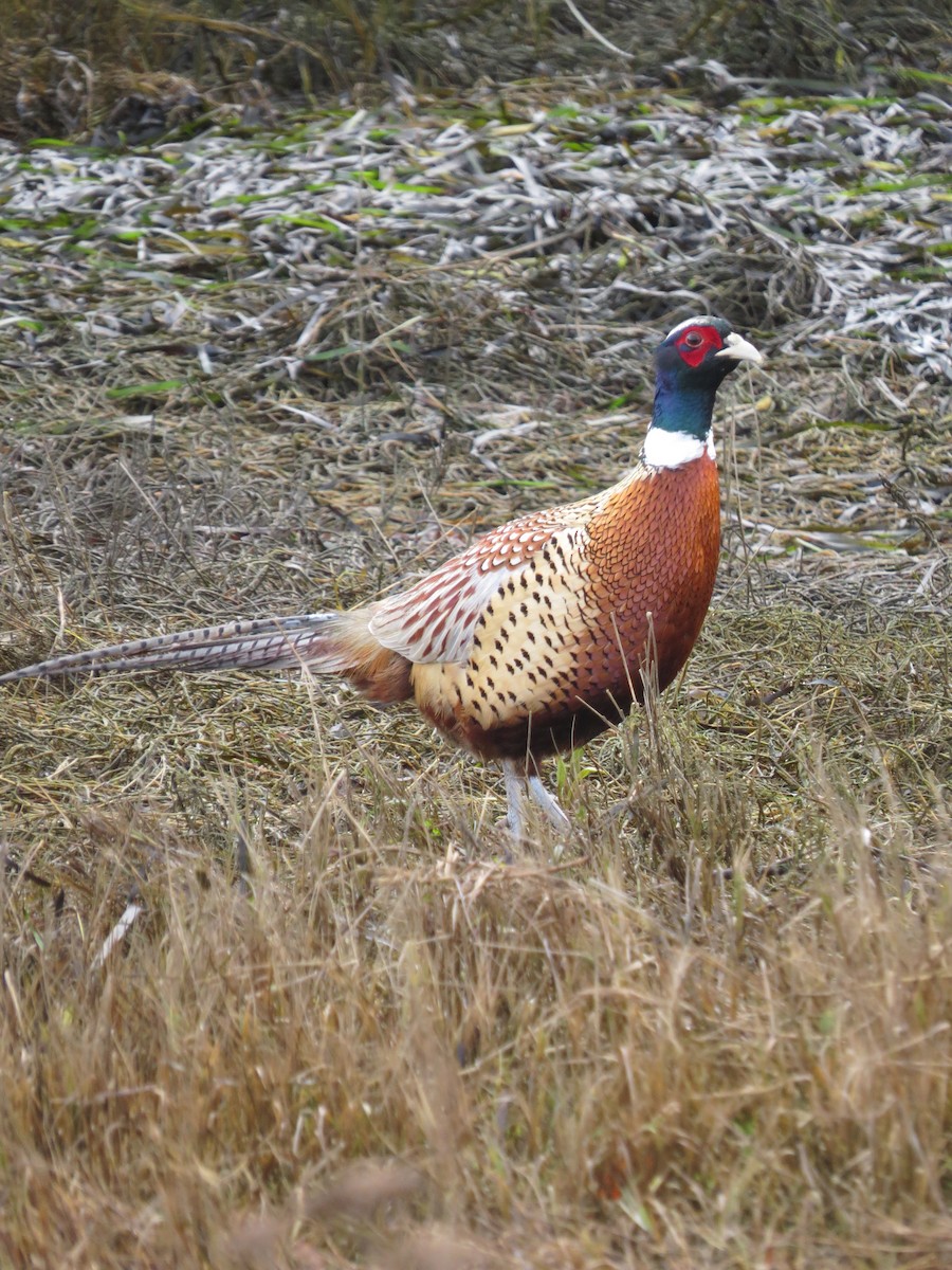 Ring-necked Pheasant - ML647001949