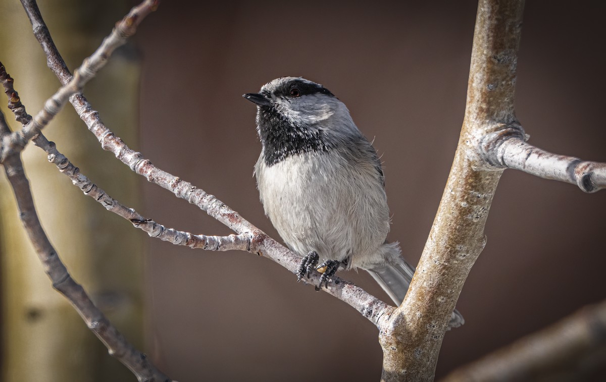 Mountain Chickadee - ML647001950