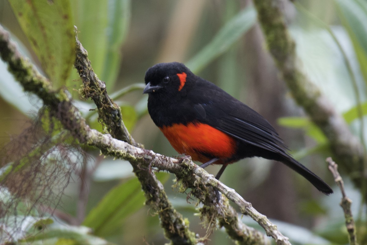 Scarlet-bellied Mountain Tanager - ML647001952
