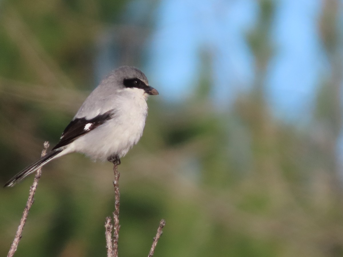 Сорокопуд американський - ML647001956