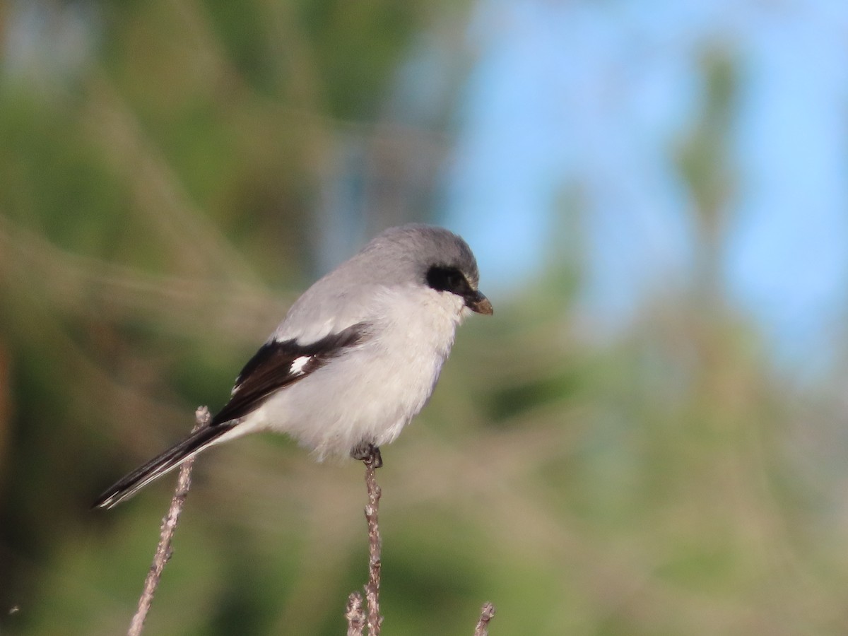 Сорокопуд американський - ML647001957