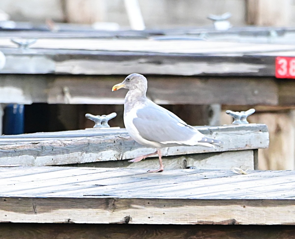 Beringo kaioa - ML647001959