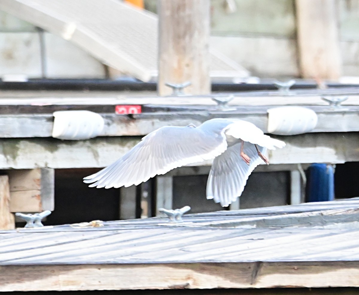 Beringo kaioa - ML647001960