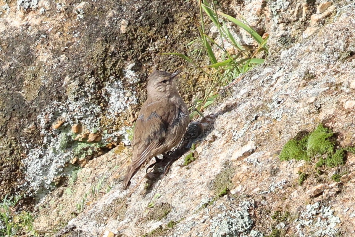 Бурая ложнопищуха - ML647001961