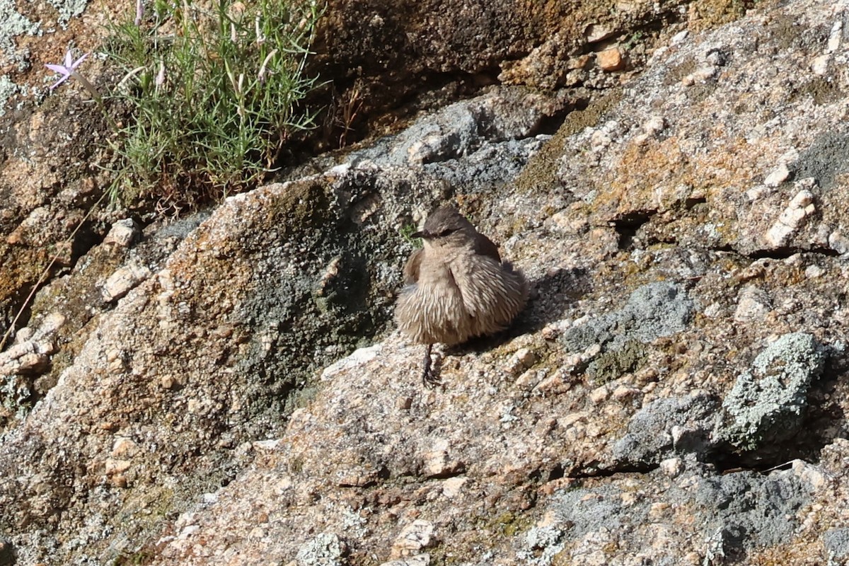 Бурая ложнопищуха - ML647001962