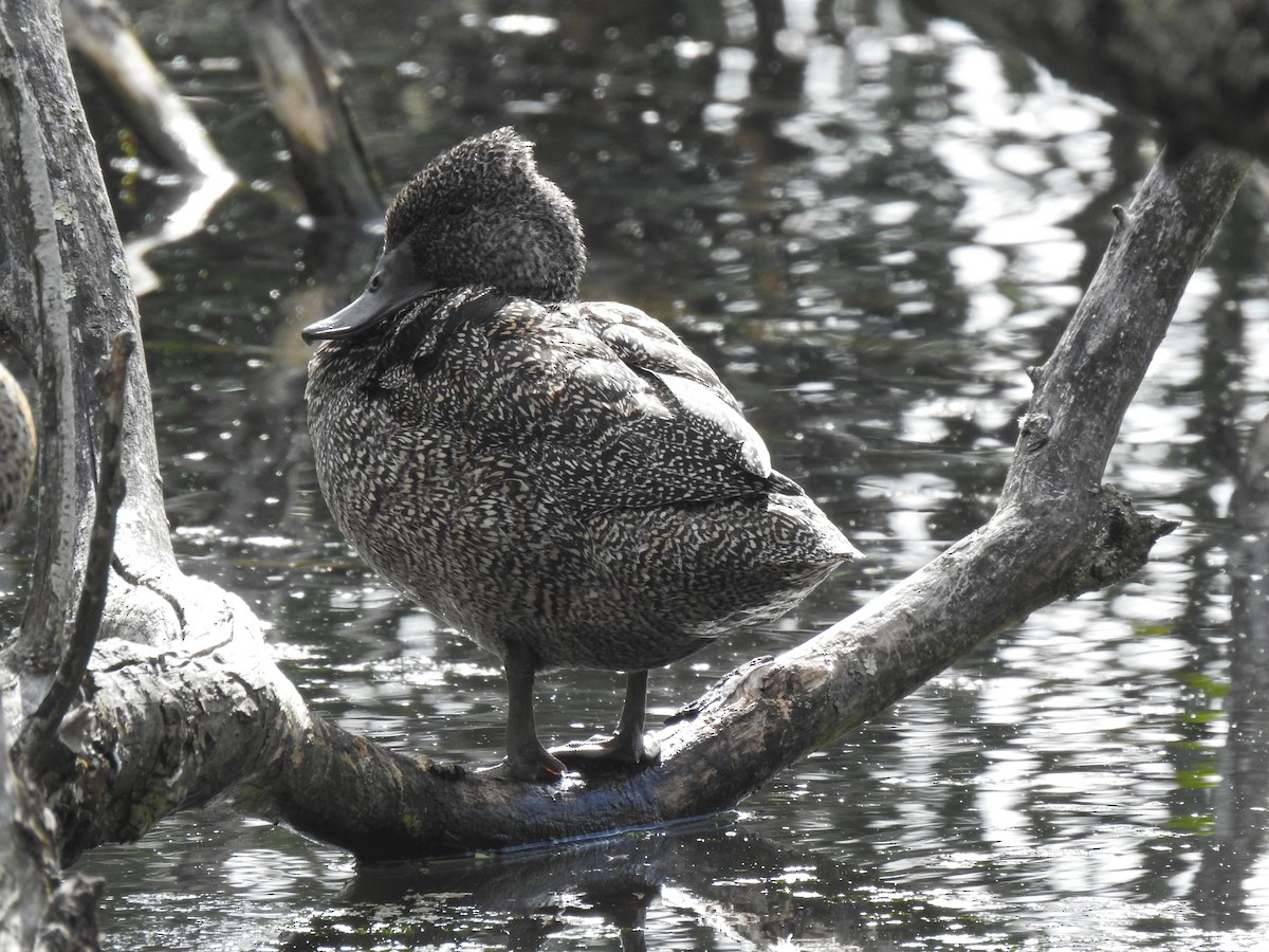 Freckled Duck - ML647001964