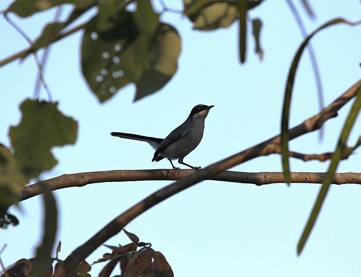 Комароловка маскова - ML647001965