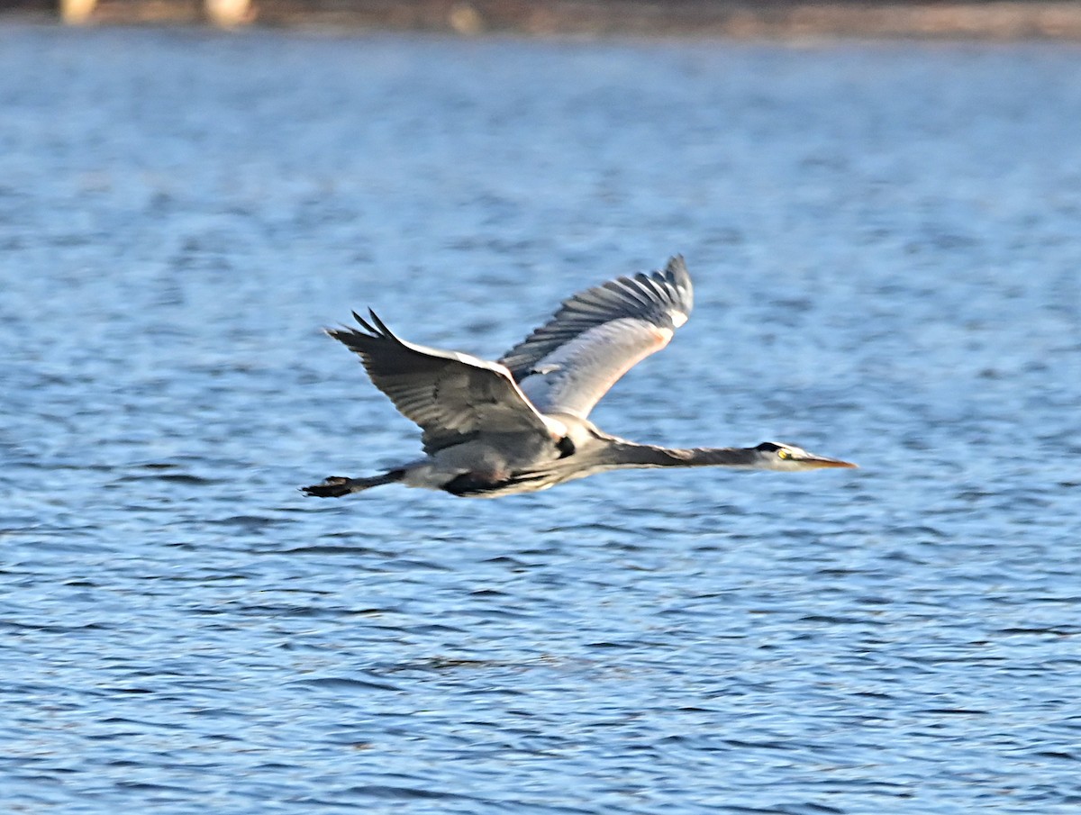 Koartza hauskara amerikarra - ML647001967
