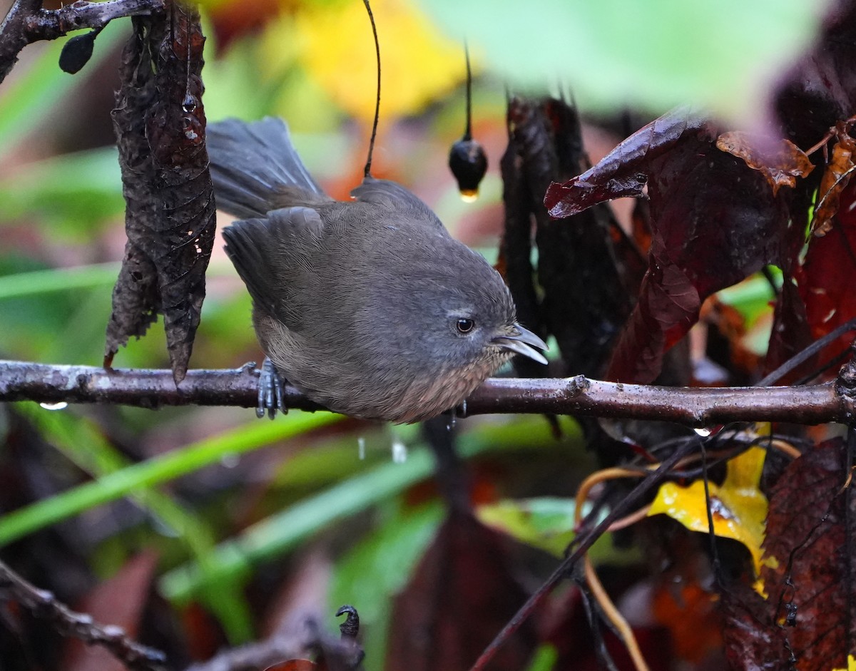 Wrentit - ML647001969