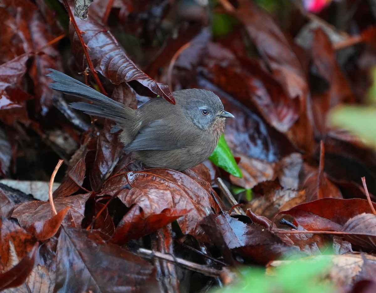 Wrentit - ML647001970