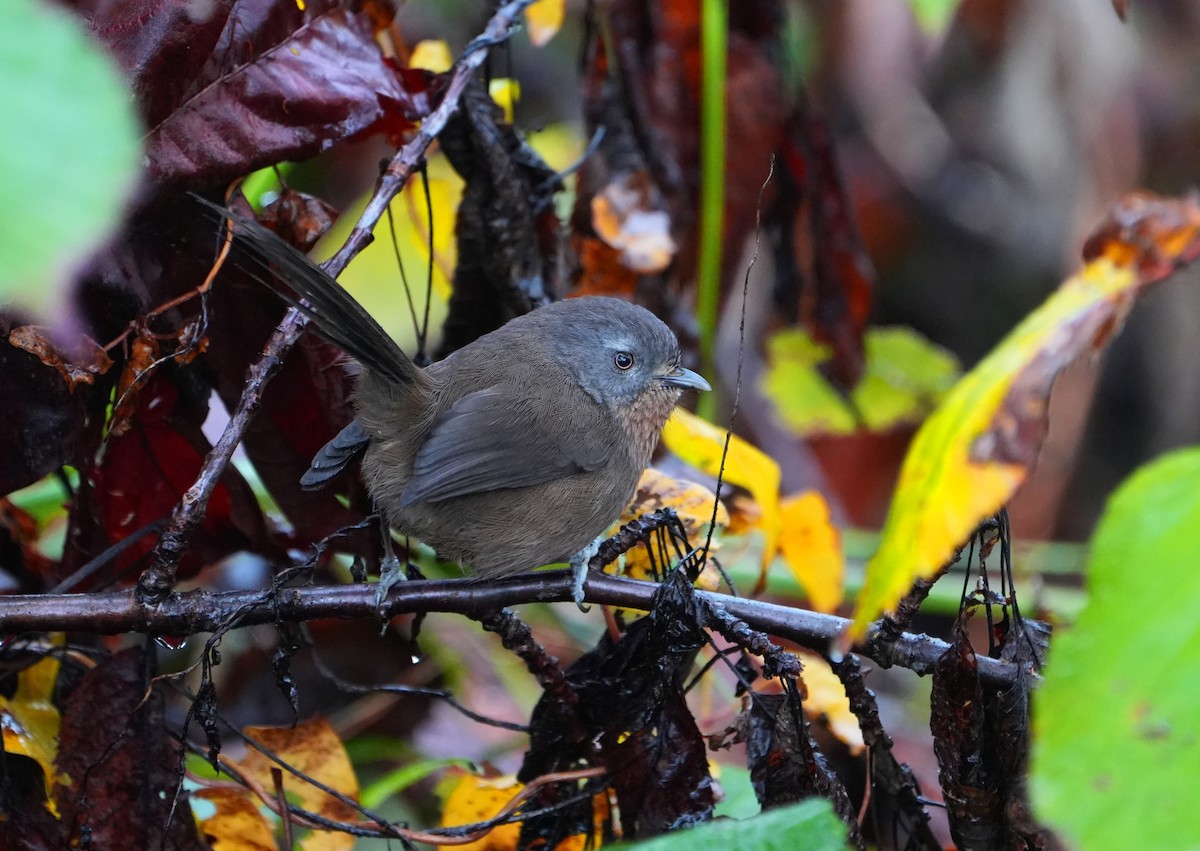 Wrentit - ML647001971