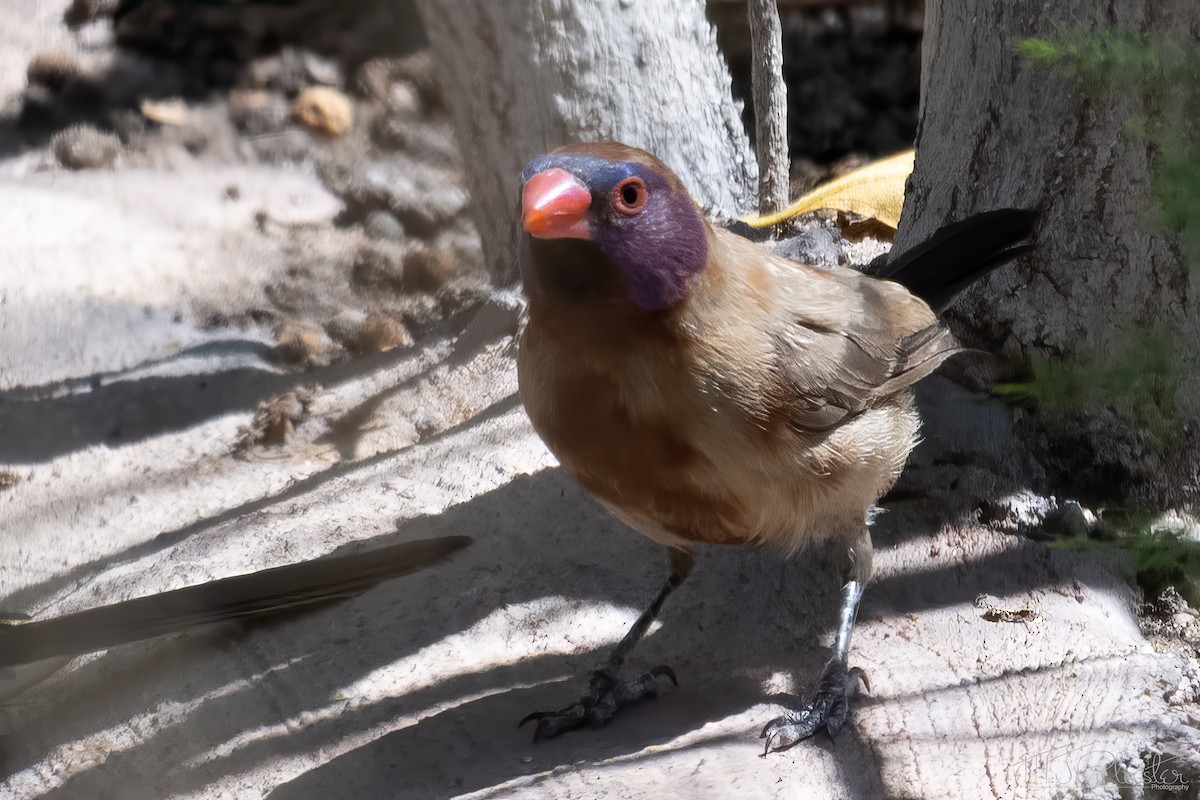 Violet-eared Waxbill - ML647001973