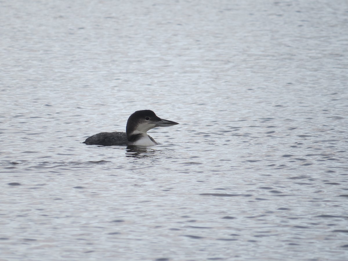 Common Loon - ML647001975