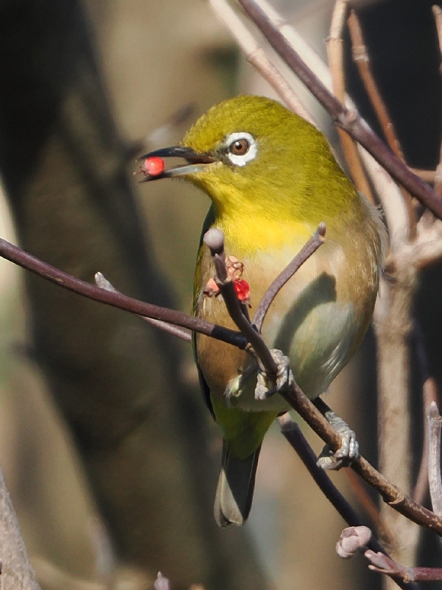 Warbling White-eye - ML647001977