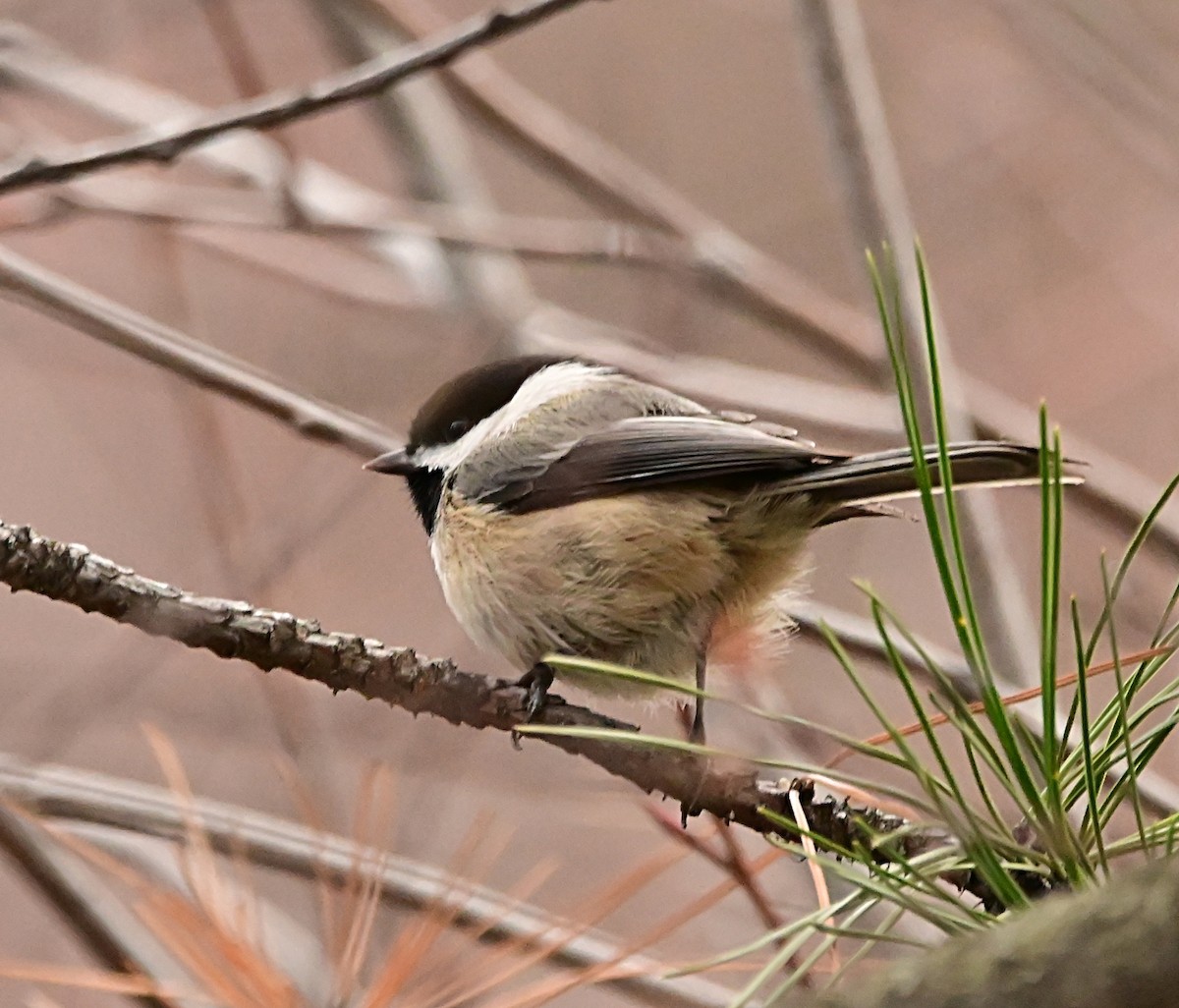 Black-capped Chickadee - ML647001982