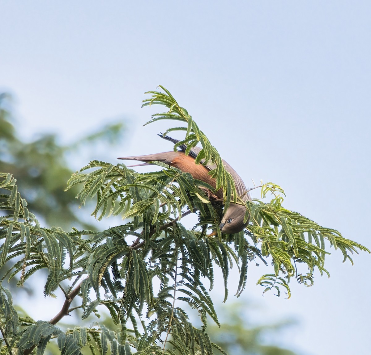 Chestnut-tailed Starling - ML647001985