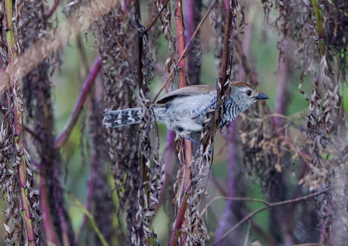 Kızıl Tepeli Karıncaavcısı - ML647001987