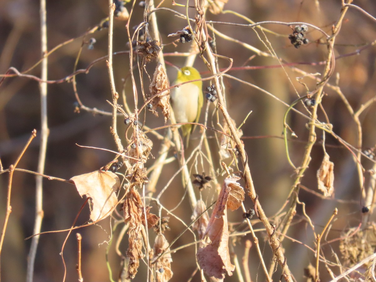 hagebrillefugl - ML647001988
