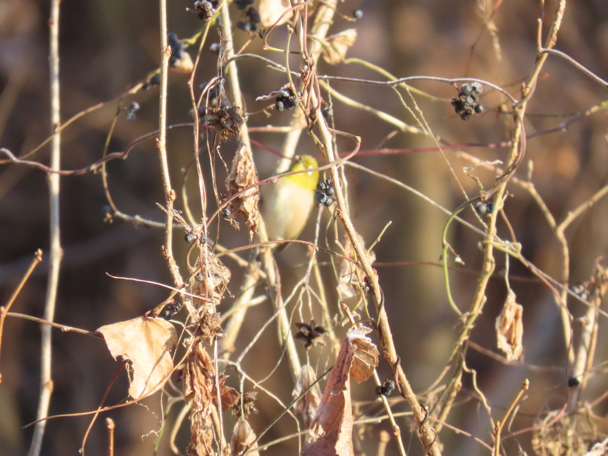 hagebrillefugl - ML647001989