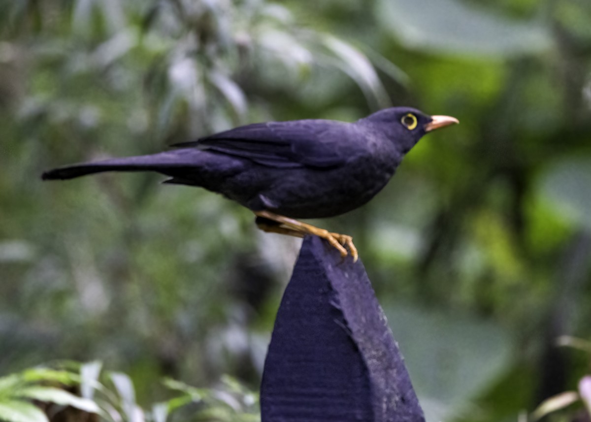 Дрізд великий - ML647001990