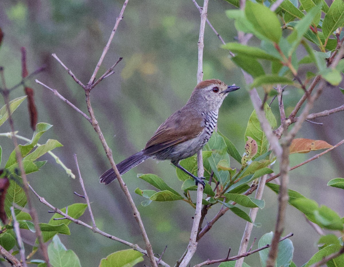 Kızıl Tepeli Karıncaavcısı - ML647001991