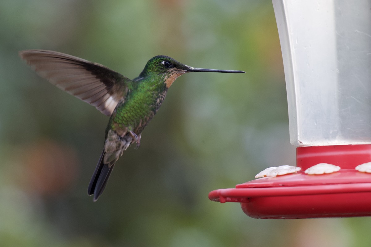 Buff-winged Starfrontlet - ML647001992