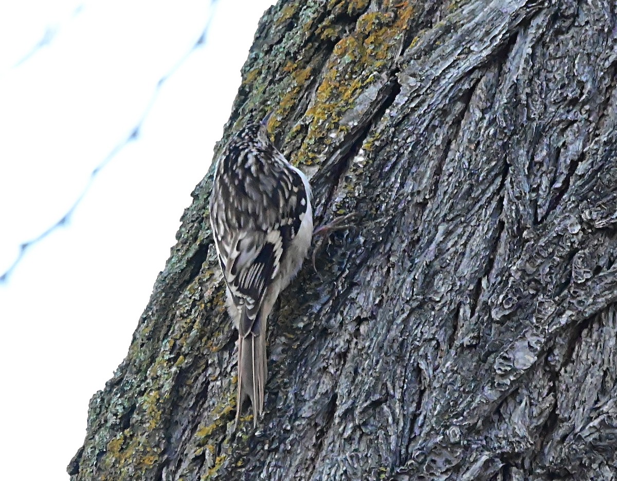 Gerri-txori amerikarra - ML647001993