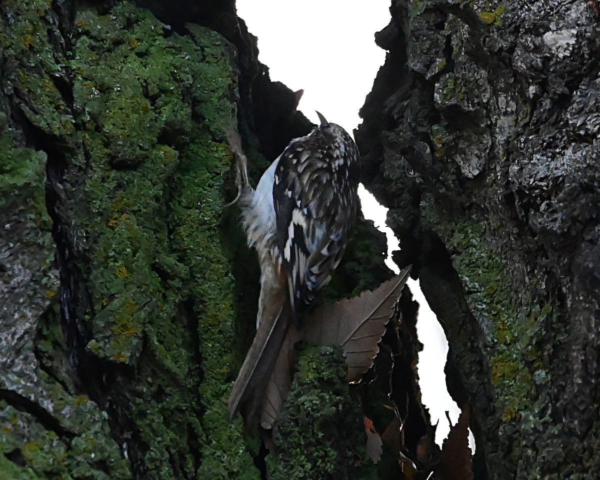 Gerri-txori amerikarra - ML647001994