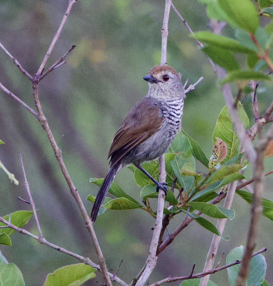 Kızıl Tepeli Karıncaavcısı - ML647001996