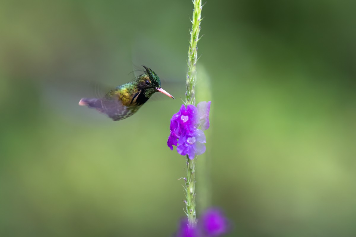 svarttoppkokette - ML647001998