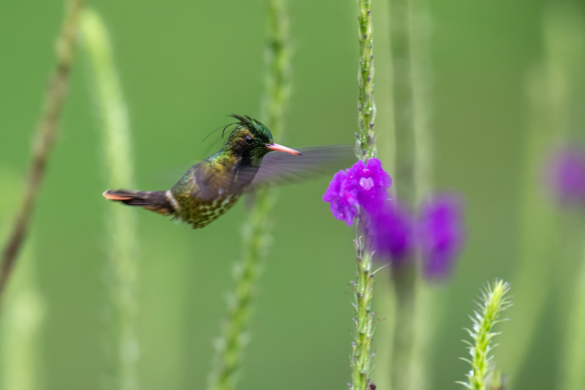 svarttoppkokette - ML647002002