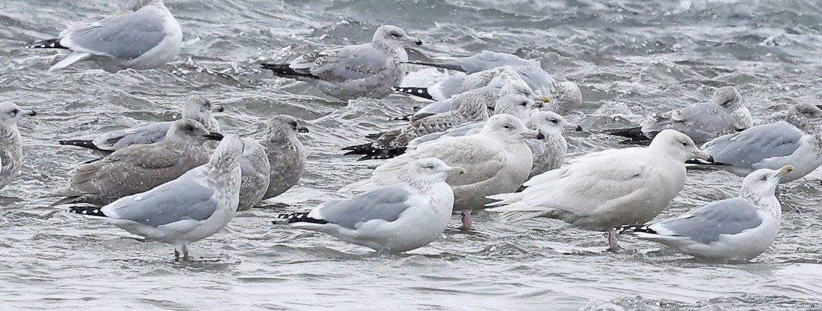 Glaucous-winged Gull - ML647002005