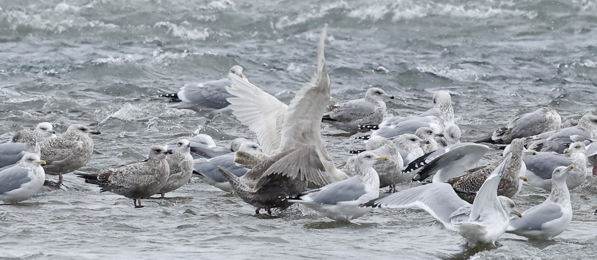 Glaucous-winged Gull - ML647002006
