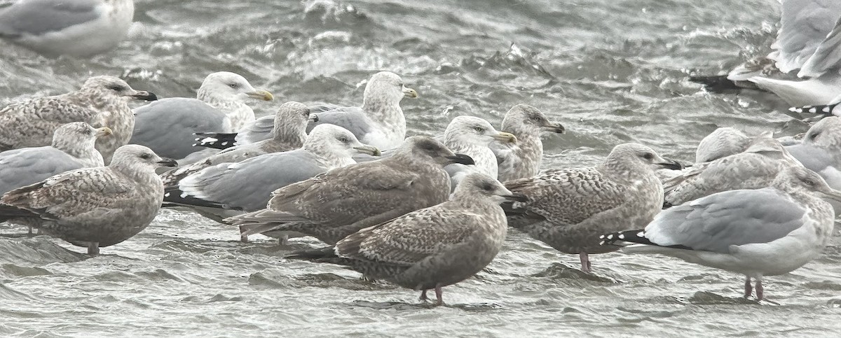 Glaucous-winged Gull - ML647002007