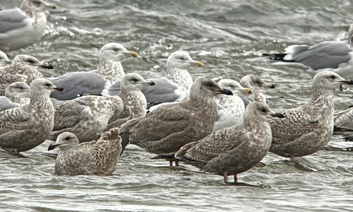 Glaucous-winged Gull - ML647002008