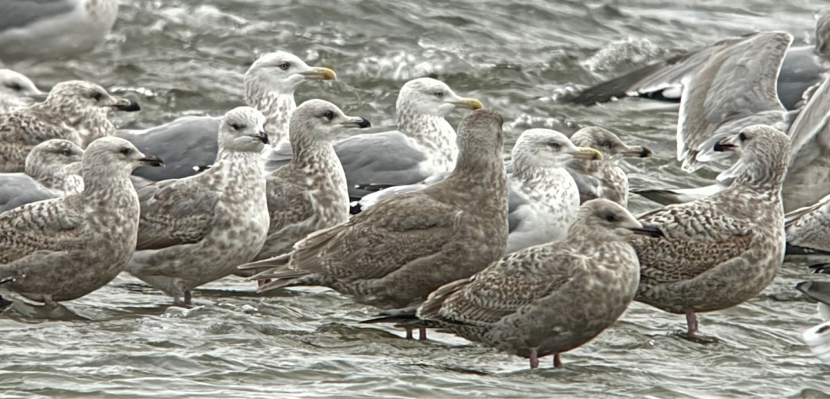 Glaucous-winged Gull - ML647002009